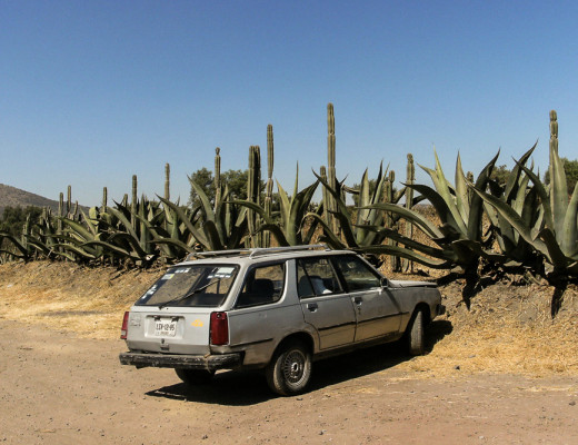 mexican-cactus