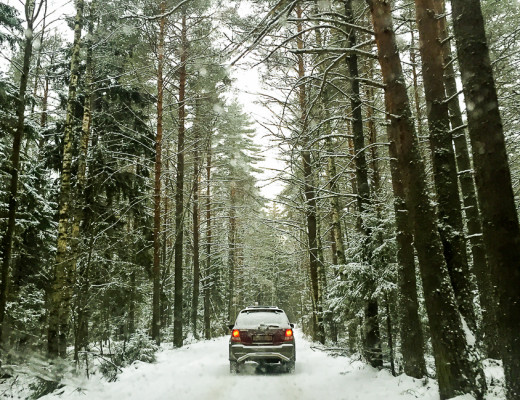 russian-winter-forrest-2